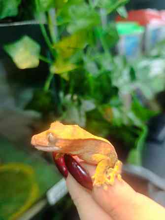 Бананоед Донецк