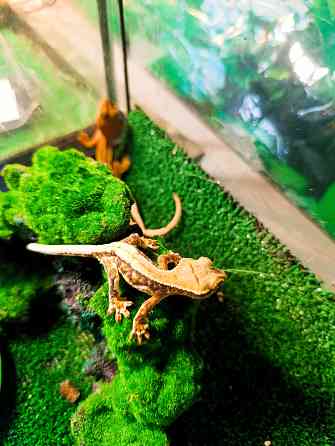 Бананоед Донецк