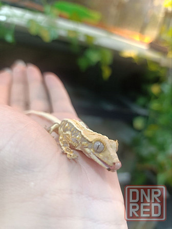 Бананоед Донецк - изображение 1