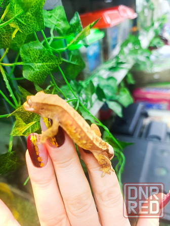 Бананоед Донецк - изображение 2