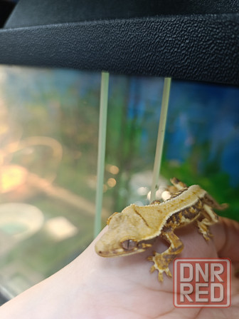 Бананоед Донецк - изображение 5