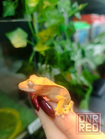 Бананоед Донецк - изображение 3