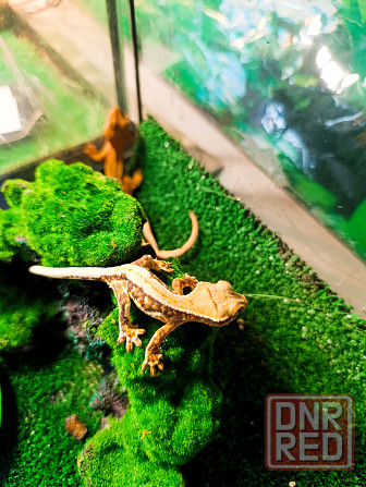 Бананоед Донецк - изображение 6