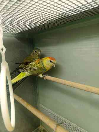 Певчий попугай Донецк