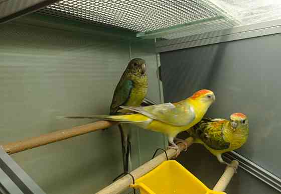 Певчий попугай Донецк