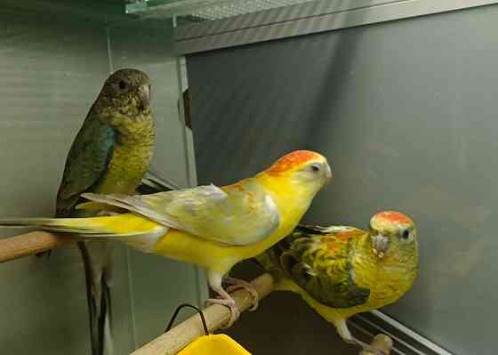 Певчий попугай Донецк