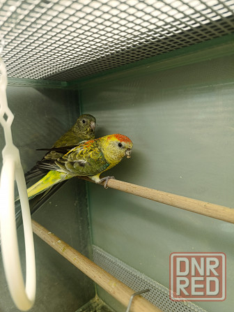 Певчий попугай Донецк - изображение 2