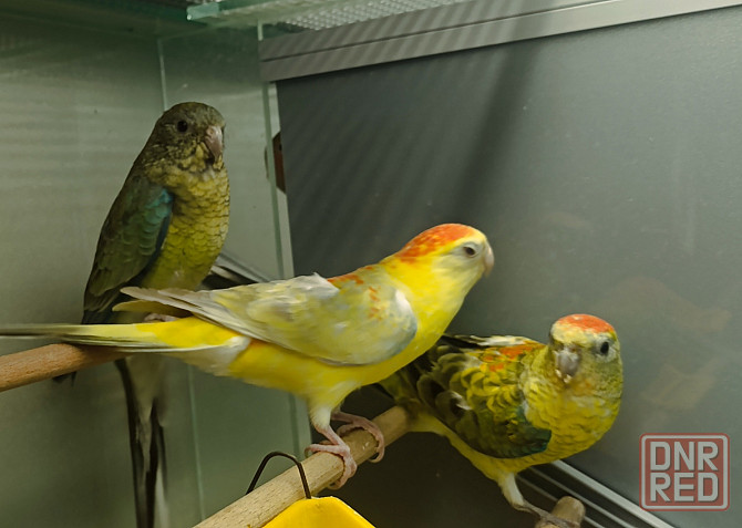 Певчий попугай Донецк - изображение 1