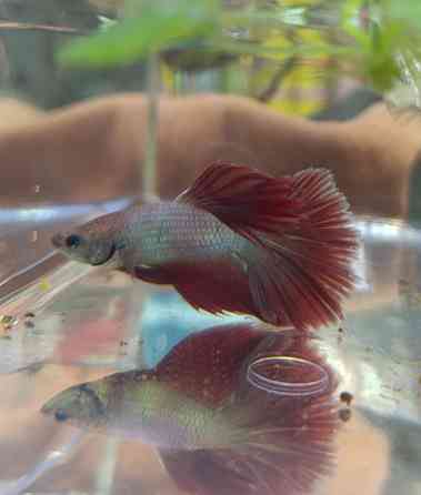 Рыбка Петушок, бойцовская рыбка Донецк