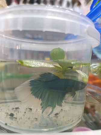 Рыбка Петушок, бойцовская рыбка Донецк