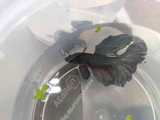 Рыбка Петушок, бойцовская рыбка Донецк