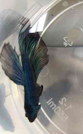 Рыбка Петушок, бойцовская рыбка Донецк