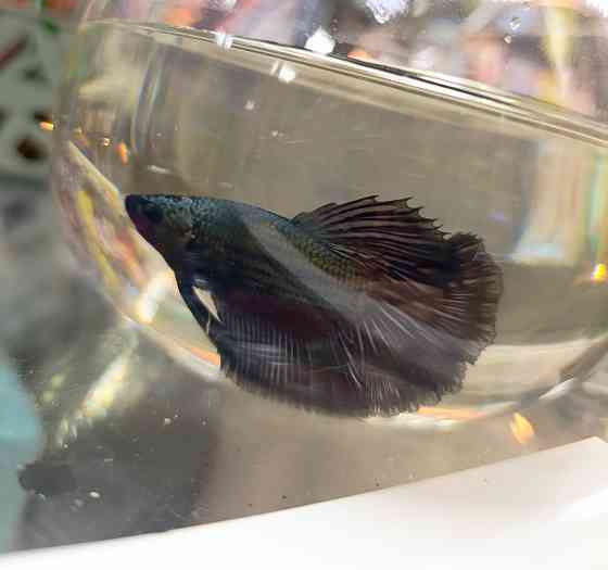 Рыбка Петушок, бойцовская рыбка Донецк