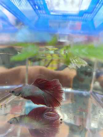 Рыбка Петушок, бойцовская рыбка Донецк