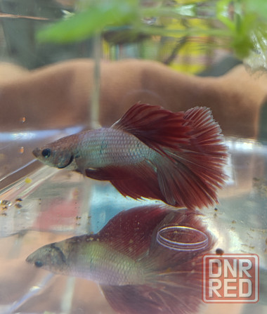 Рыбка Петушок, бойцовская рыбка Донецк - изображение 3