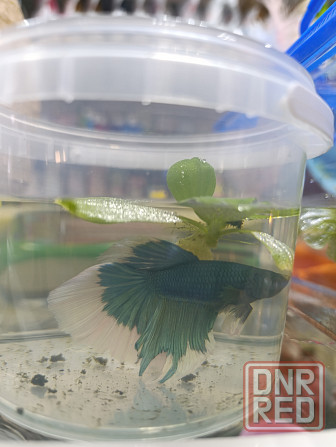 Рыбка Петушок, бойцовская рыбка Донецк - изображение 6