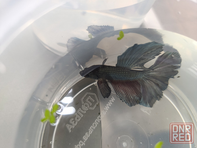 Рыбка Петушок, бойцовская рыбка Донецк - изображение 1