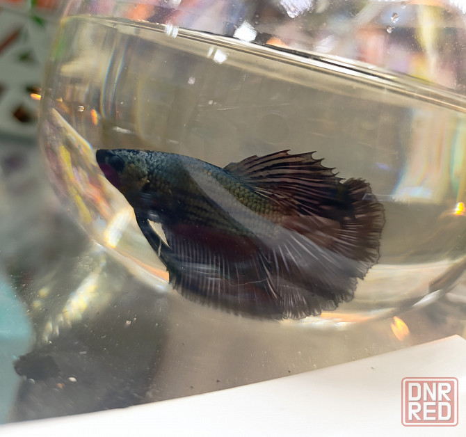 Рыбка Петушок, бойцовская рыбка Донецк - изображение 4