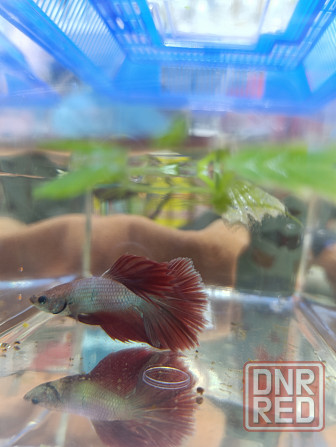 Рыбка Петушок, бойцовская рыбка Донецк - изображение 5