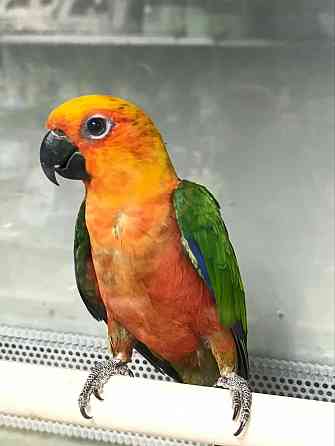 Солнечная Аратинга Донецк