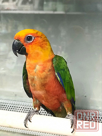 Солнечная Аратинга Донецк - изображение 1