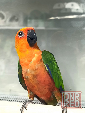 Солнечная Аратинга Донецк - изображение 2