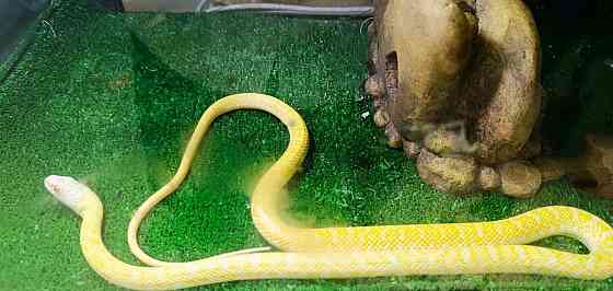 Полоз, островной, тонкохвост Донецк