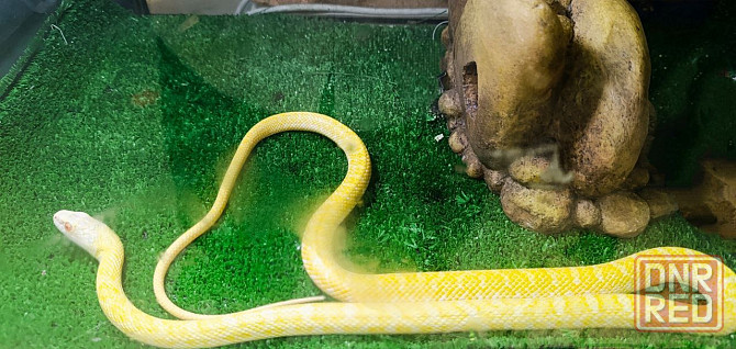 Полоз, островной, тонкохвост Донецк - изображение 1