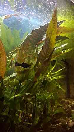 Рыбки Донецк