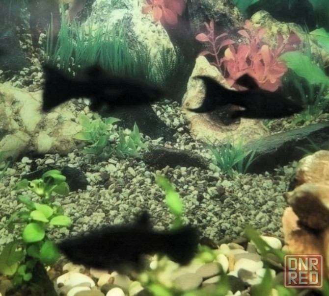 Рыбки Донецк - изображение 2