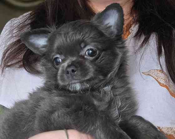 Малышкв Чихуахуа Донецк