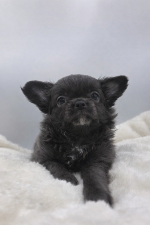 Малышкв Чихуахуа Донецк