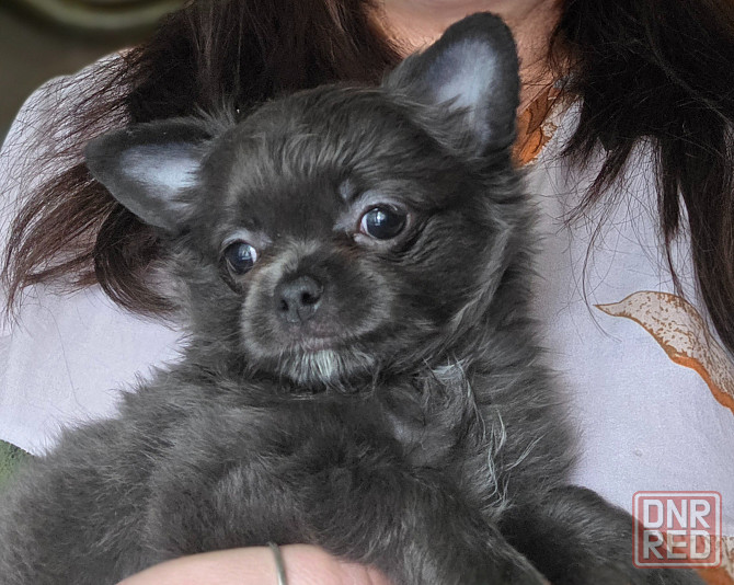 Малышкв Чихуахуа Донецк - изображение 1