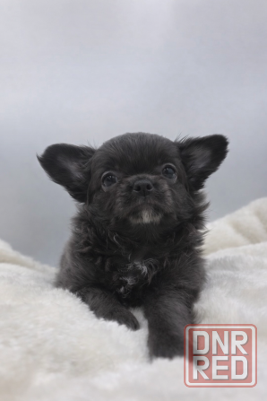 Малышкв Чихуахуа Донецк - изображение 2