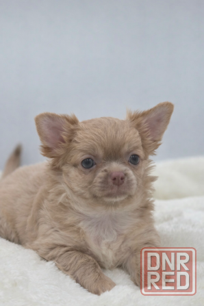 Роскошный мальчик Чихуахуа Донецк - изображение 1