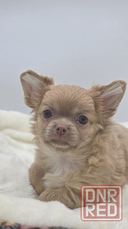 Роскошный мальчик Чихуахуа Донецк - изображение 2