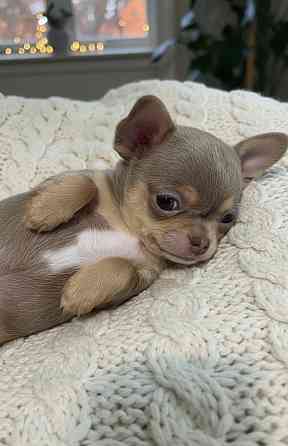 Лиловое чудо ищет любящую семью Донецк