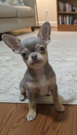 Лиловое чудо ищет любящую семью Донецк