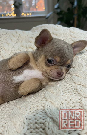 Лиловое чудо ищет любящую семью Донецк - изображение 1