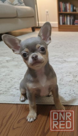 Лиловое чудо ищет любящую семью Донецк - изображение 2