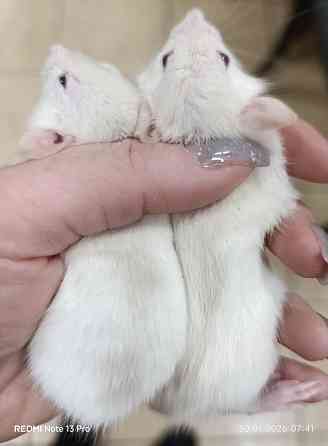 Мальчики Дамбо Донецк