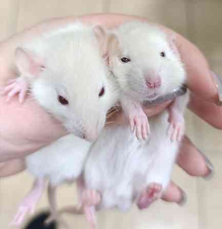 Мальчики Дамбо Донецк