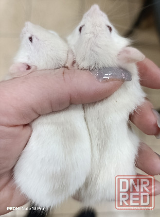 Мальчики Дамбо Донецк - изображение 1