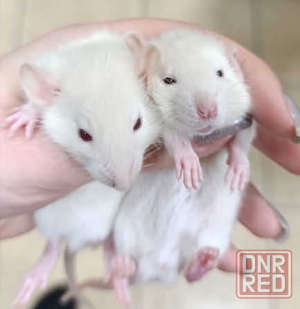 Мальчики Дамбо Донецк - изображение 2