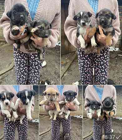 Отдам щенков даром Донецк