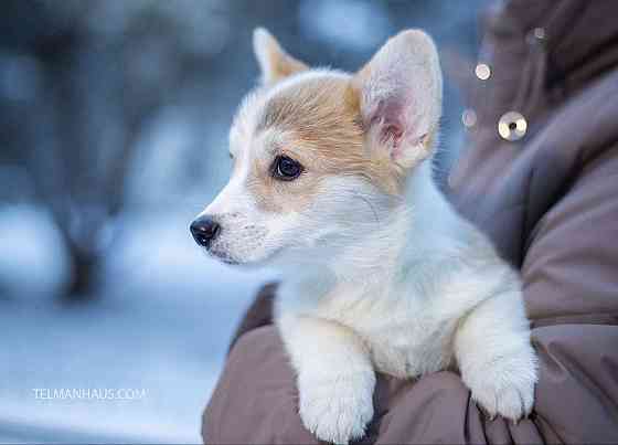 Продается щенок вельш корги пемброк питомник TelmanHaus Луганск