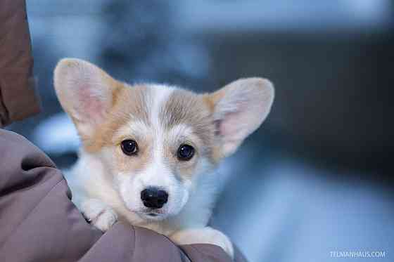 Продается щенок вельш корги пемброк питомник TelmanHaus Луганск