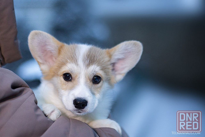 Продается щенок вельш корги пемброк питомник TelmanHaus Луганск - изображение 2