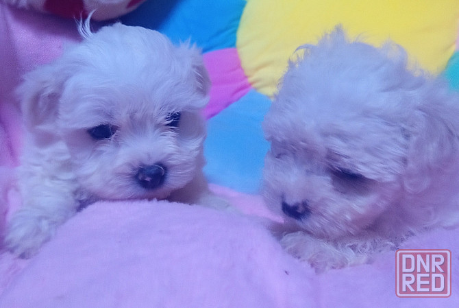 .................. Макеевка - изображение 2