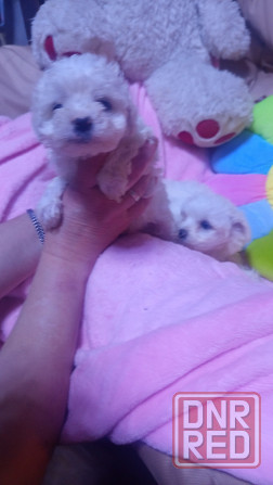 .................. Макеевка - изображение 1